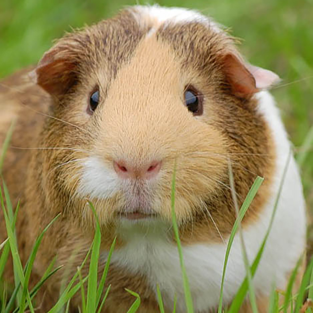 Guinea Pig ‘lets’