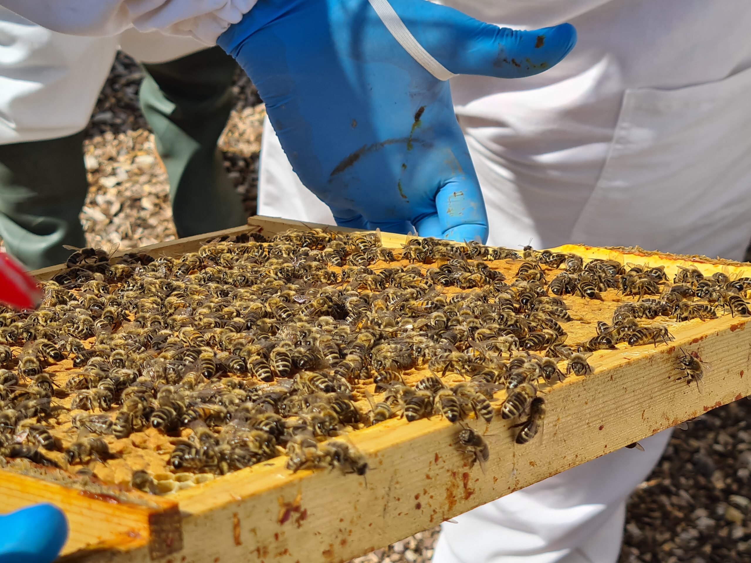 Bee Experience Day 5 EW0721