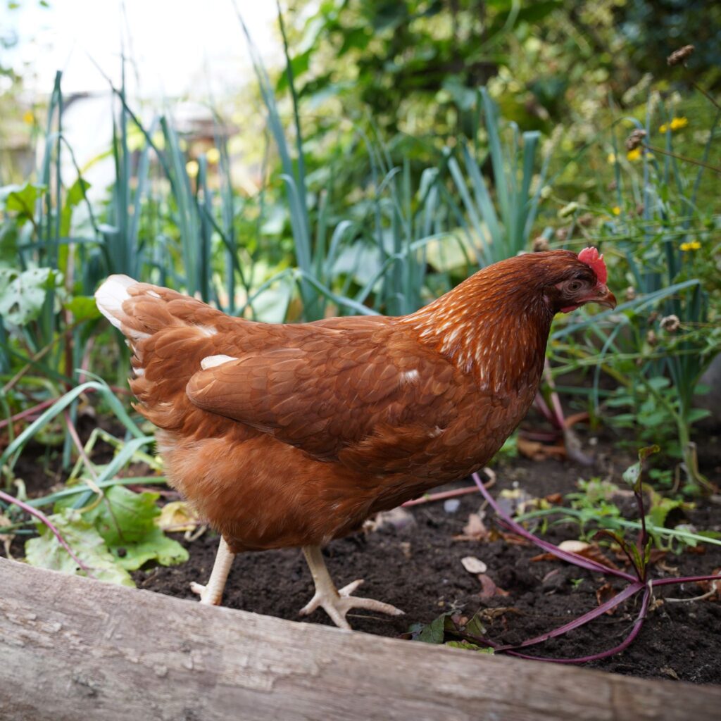 Garden Chicken Keeping