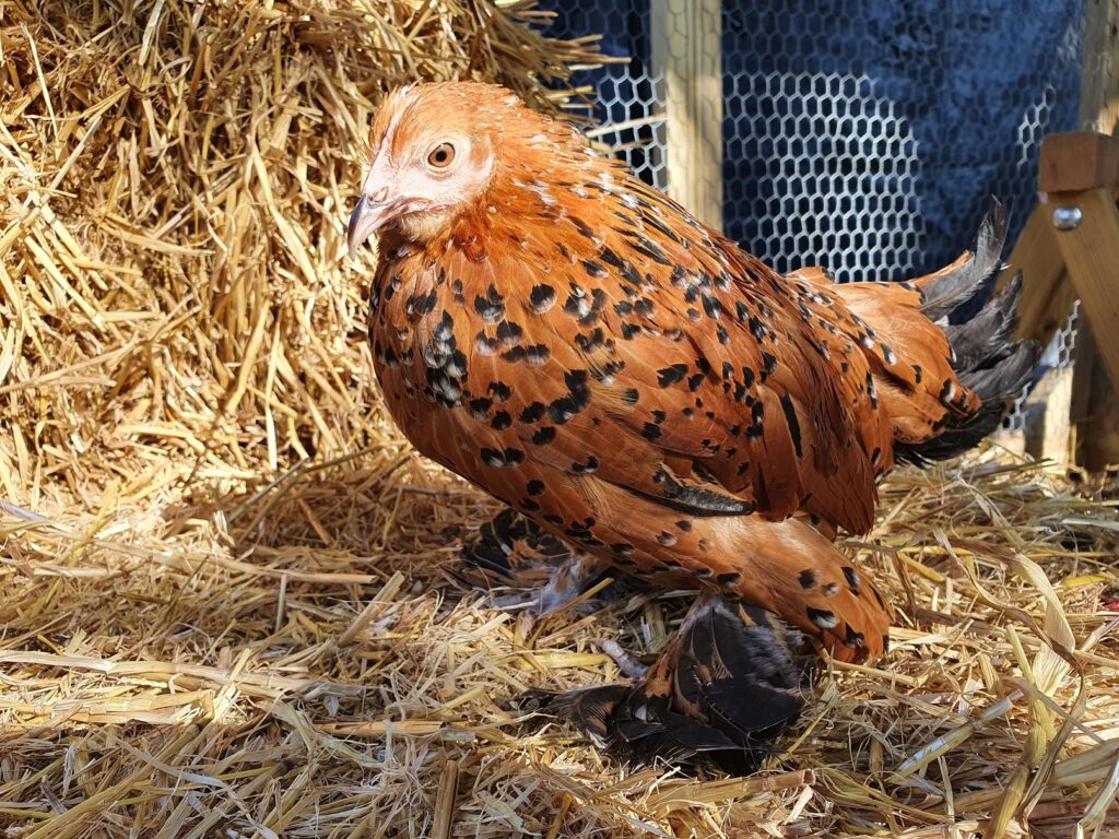 Sablepoot Bantam Millifleur (dark)