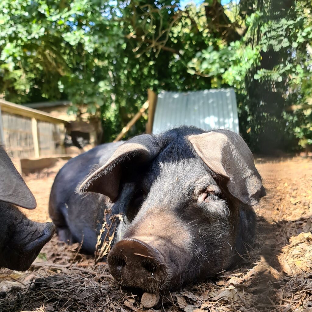 Garden Pig Keeping