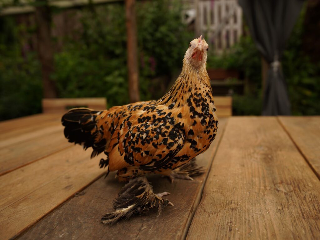 Sablepoot Bantam Millifleur (light / lemon)