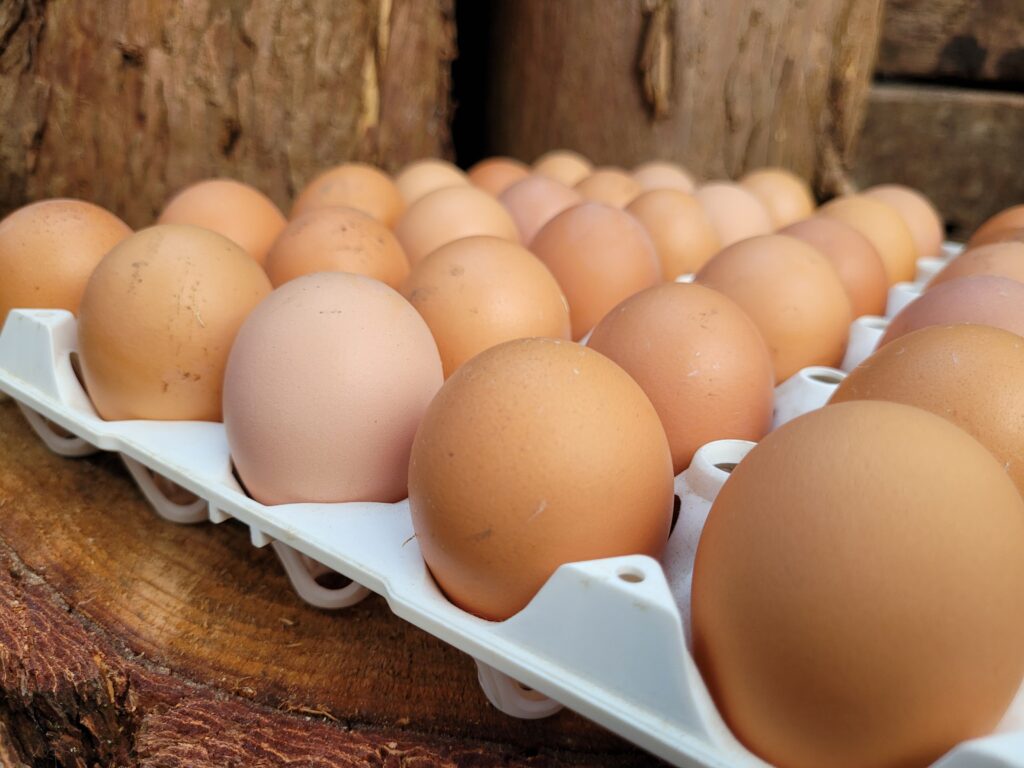 Chicken Eggs