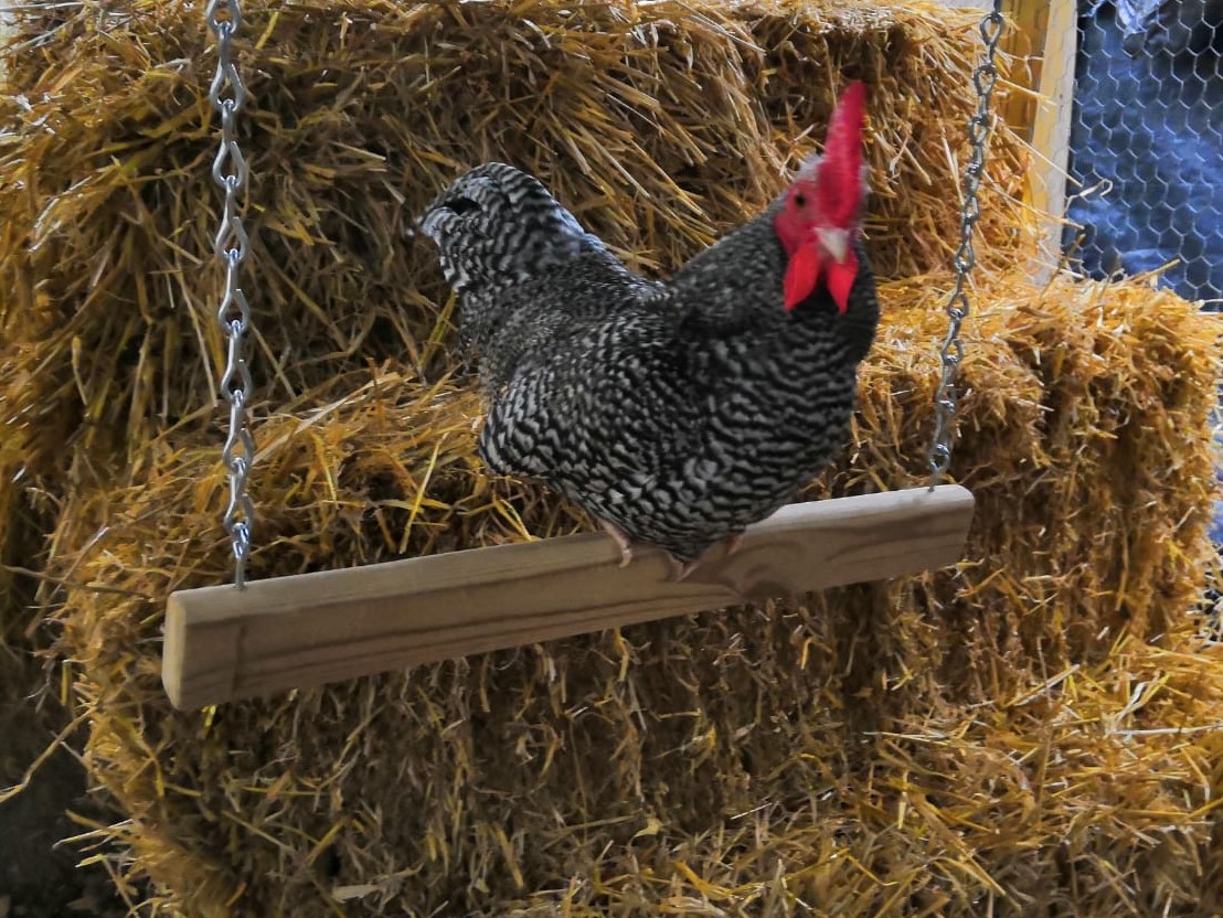 Swing Scottie 3 JW1121 4x3