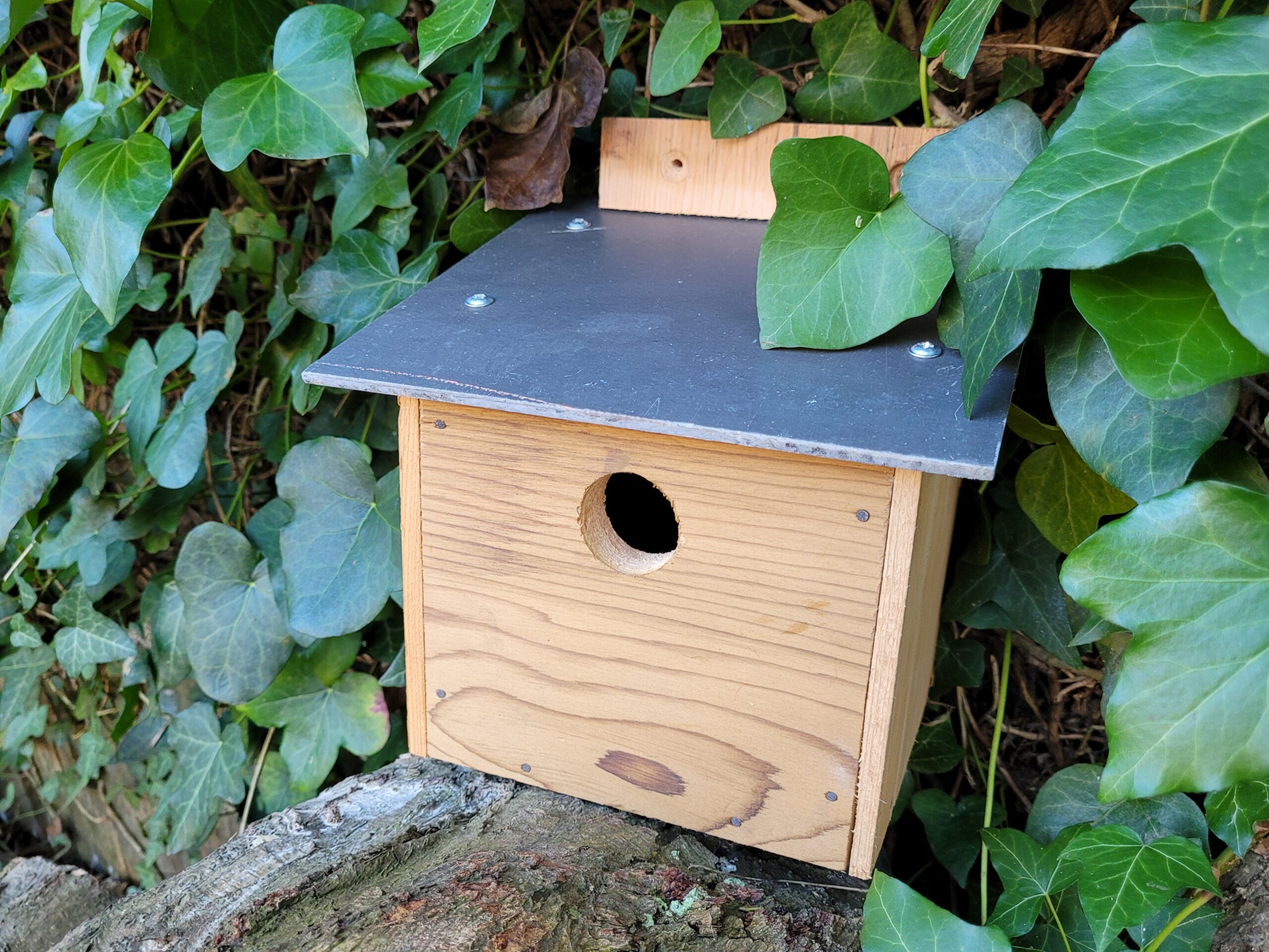 Bird box sparrow KW0226